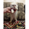 Продаю чистопородных персидских котят