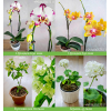 Комнатные цветы домашние растения по низким ценам