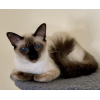 Balinese kittens whatsapp 27842597191
