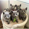 Russian blue whatsapp 27842597191