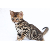 Snow/silver/charcoal/brown bengal kittens whatsapp 27842597191