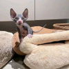 Sphynx kittens whatsapp 27842597191