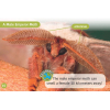 Группа readers 3 английский amazing mini beasts